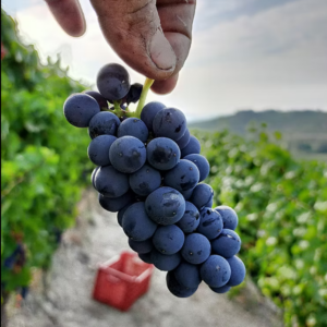 Vin i Piemonte